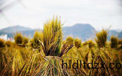 天津醕基燃料公司